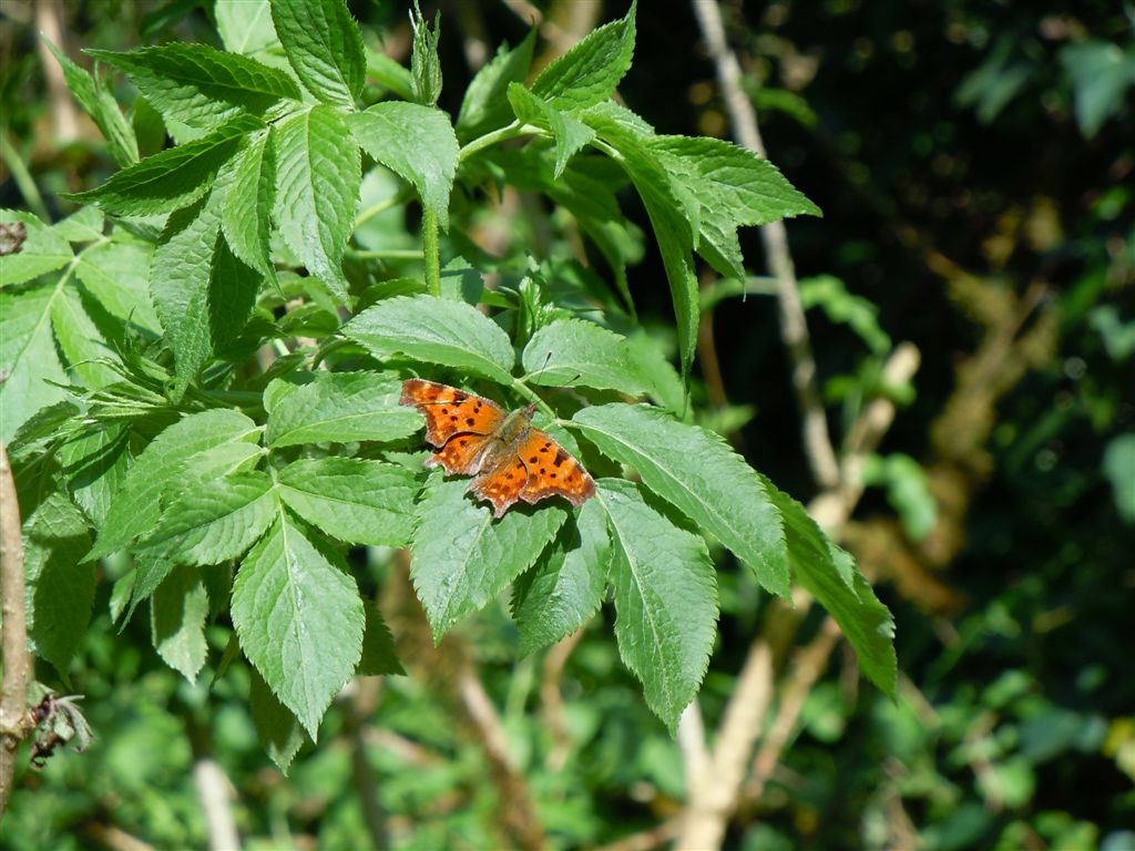 Polygonia c-album